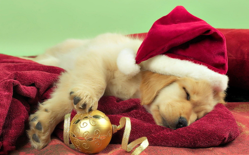 golden balls, retriever, decorations, pretty, holidays, dog, christmas balls, puppy, new year, yellow, 2K, christmas, christmas bells, labrador