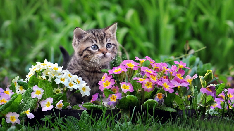 White, Flowers, Cute, Kitten, Purple, 1080P