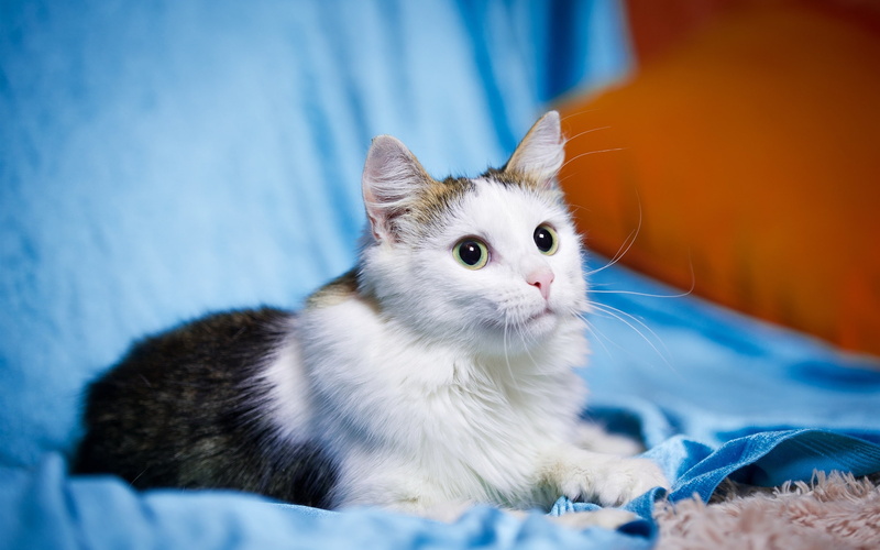 2K, Cat, Cute, White, Pet, Eyes, Black, Kitten