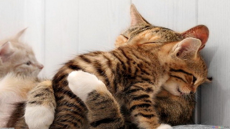 pretty, little, 1080P, cat mom, sweet, cat, cat moms little precious, kitten, precious, beautiful, tabby, s, amazing, black, kittens, nice, tiger, mom