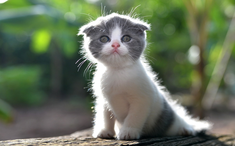 Cute, Kitten, Furry, Cat, 2K