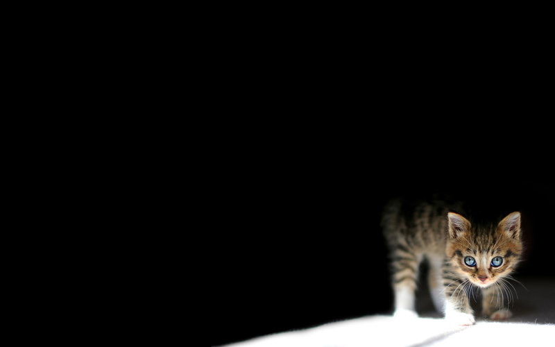 cat, animals, black, 1080P, kitten, hd