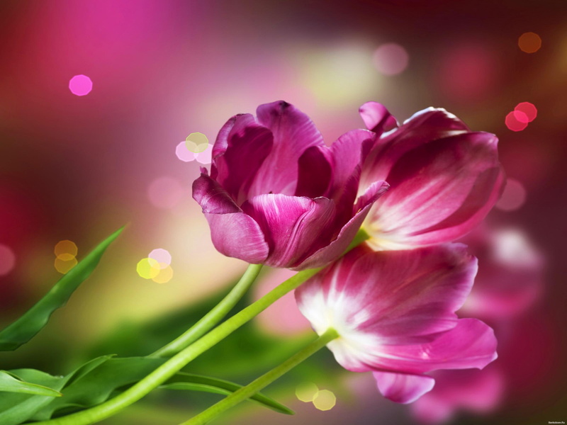 pink, delicate, beautiful, tulips, 1080P, pretty, nice, 3d and abstract, bouquet, lovely, flowers