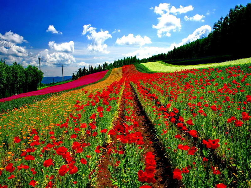 floral, flowers, lovely, summ, 1080P, nature, rows, beautiful, peaceful, nice, colors, pretty, grass, colorful