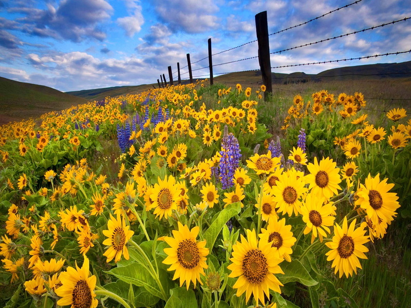 yellow, delight, clouds, meadow, beautiful, fence, flowers, lovely, sunflowers, field, 1080P, harmony, pretty, nice