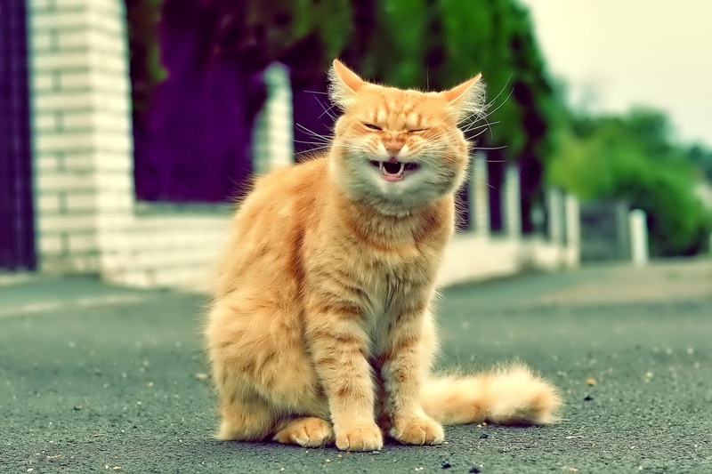 cat-face, face, paws, sleeping, lovely, kitten, 1080P, cats, kitty, sleepy, sweet, cute, beautiful, animals