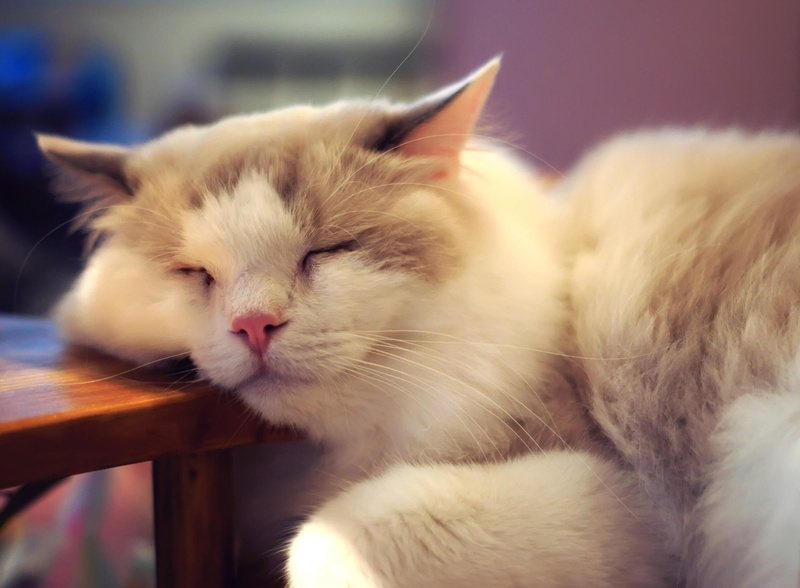 cat face, pretty, adorable, paws, good night, cat, lovely, cats, beautiful, animals, beauty, dreams, 2K, sweet, face