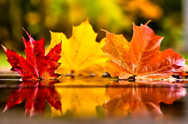 nice, foliage, falling, golden, three, beautiful, leaf, leaves, november, tree, brown, red, yellow, pretty, mirrored, shine, 1080P, glow, lovely, maple