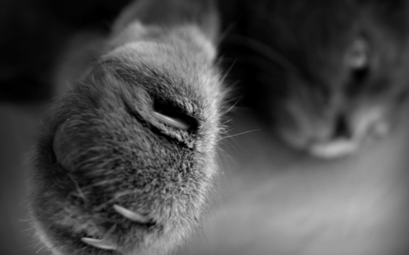 lovely, kitty, sleeping, cats, beautiful, animals, paws, 2K, cat face, sleepy, face, paw, cute, kitten
