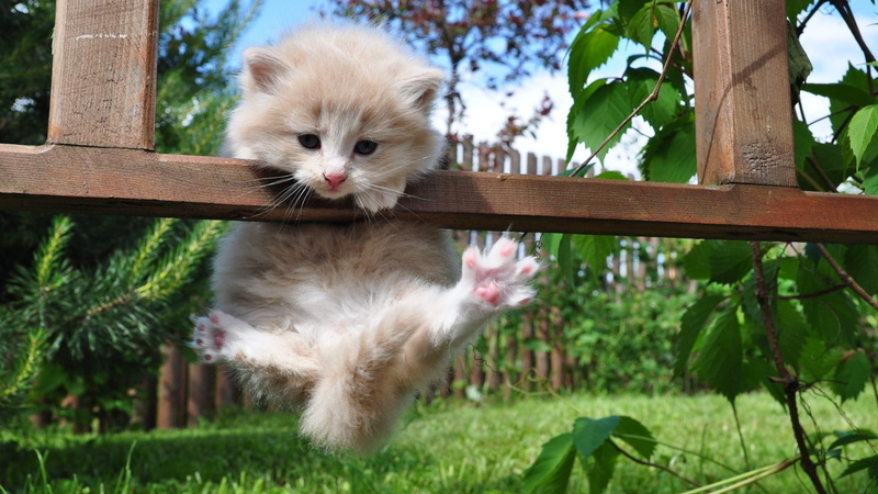 white, nature, no people, domestic cat, kitten, plant part, animal themes, feline, domestic animals, day, animal, vertebrate, baby animals, plant, one animal