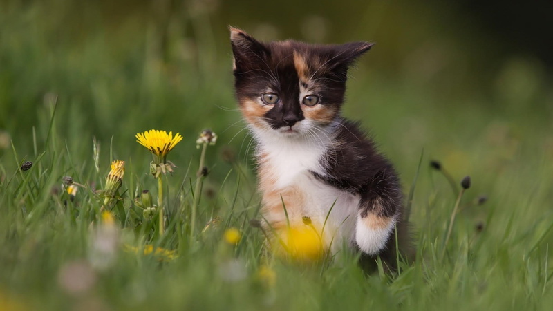 plant, baby animals, mammal, pets, domestic animals, vertebrate, no people, color, domestic cat, nature, one animal, animal, cat, field, outdoors, yellow