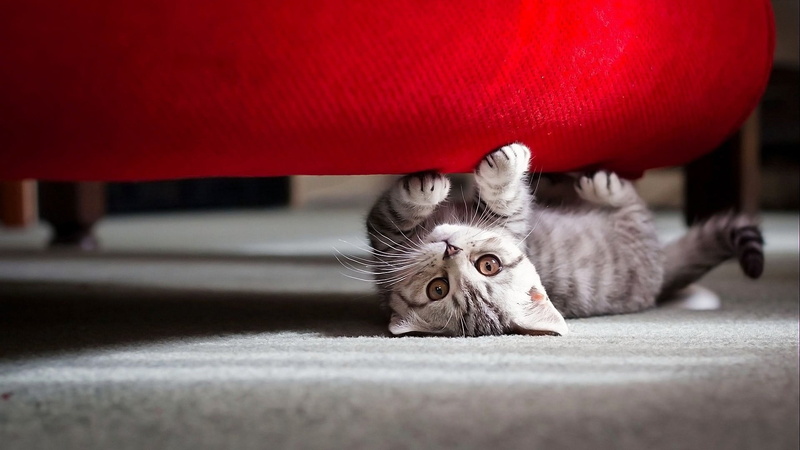 baby animals, mammal, domestic animals, small, gray, selective focus, domestic, pets, whisker, kitten, no people, white, animal body part, 1080P, kittens