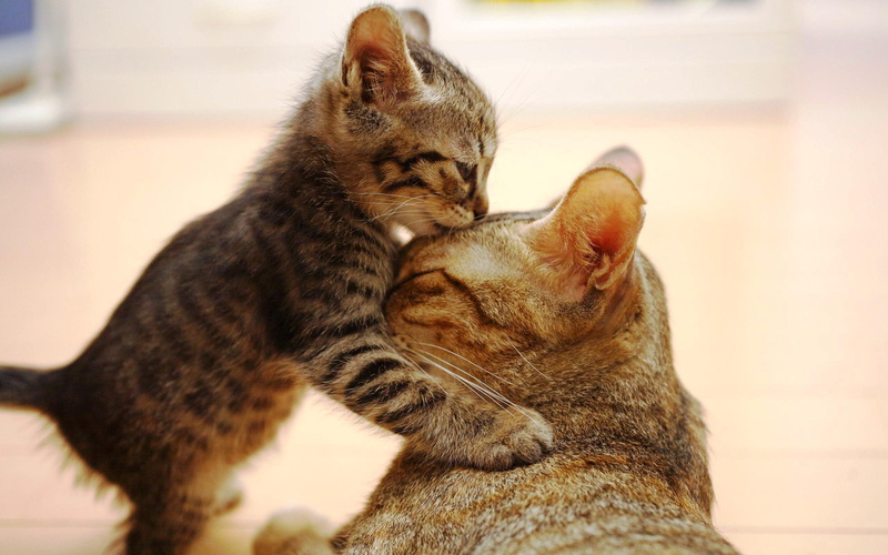 mom, playing, kitty, animal, kittens, kiss, animals, love, furry, good, 2K, cats, baby, nice