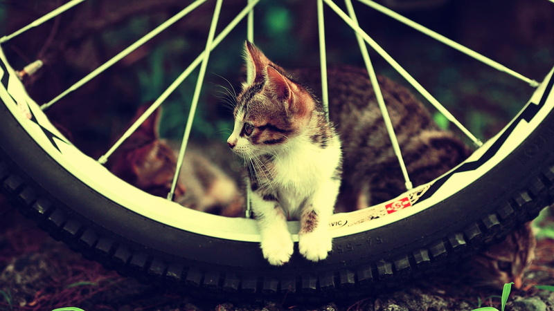 looking, no People, close-up, vertebrate, focus on foreground, outdoors, 1080P, bicycle, backgrounds, kitten, relaxation, animals, one animal, grass, nature