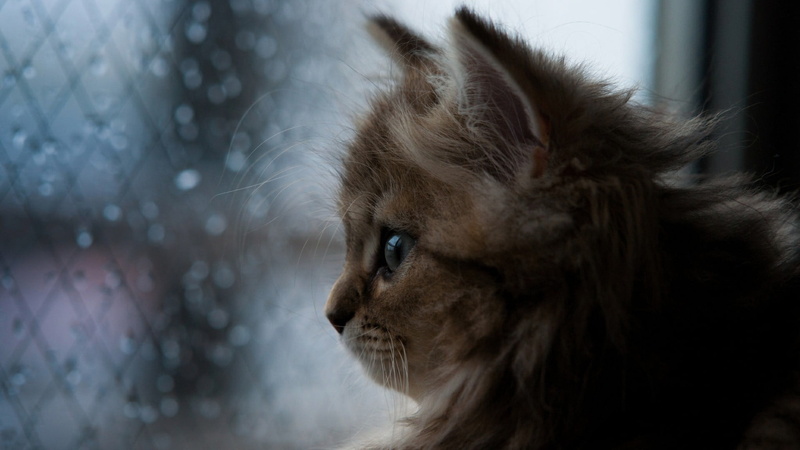 animal head, profile, contemplation, baby animals, domestic, whisker, window, animal eye, animals, Ben Torode, mammal, feline, looking, nature, portrait