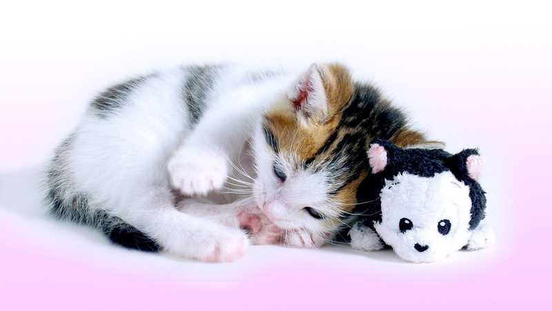 short, white, brown, toy, fur, kitty, cat, kitten, 1080P, black