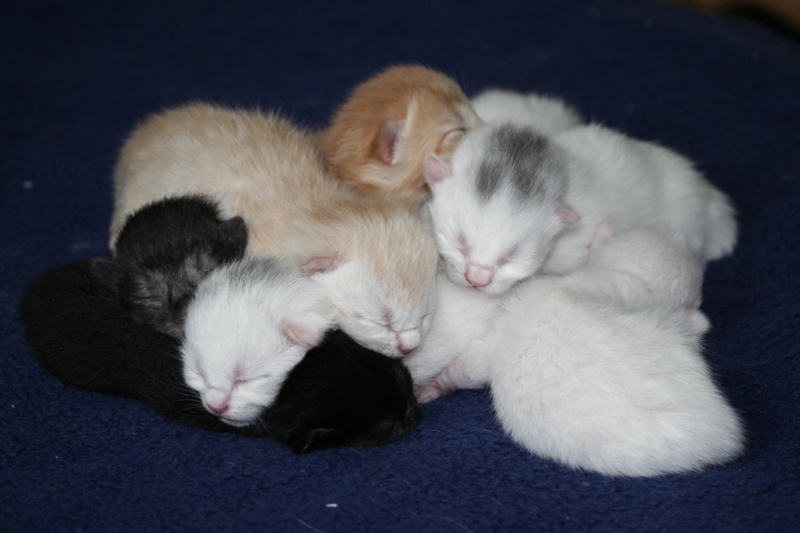 group of animals, kittens, lying down, animal themes, cute, domestic Cat, no people, sweet, rearing, small, spotted, ekh, relaxation, dear, domestic, cat