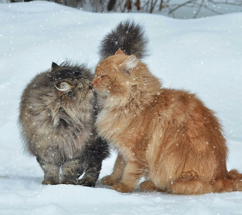 day, young animal, nature, 720P, brown, animal themes, animals in the wild, kittens, two, vertebrate, snowing, care, cold temperature, snow, mammal, animal hair