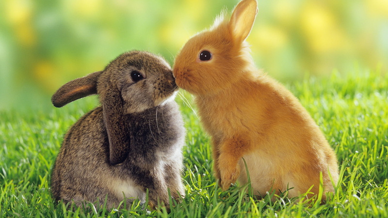 grass, hairy, cute bunny, adorable, bunny, rabbits, 1080P, cute