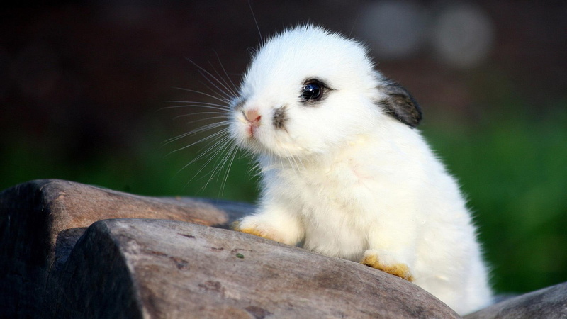1080P, cuttest, ever, rabbit, bunny, cute, baby, animals, pretty