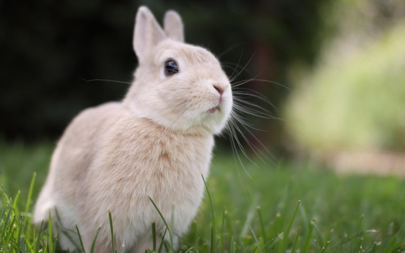 720P, rabbit, cute, baby animals, bunny, desktop