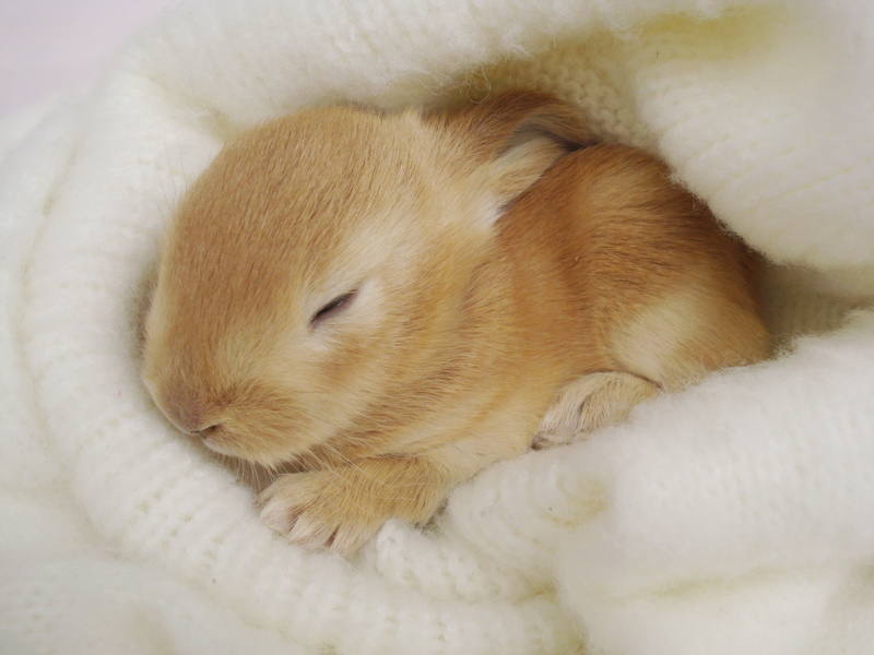 bunny, rabbit, animals, sleep, hd, 2K