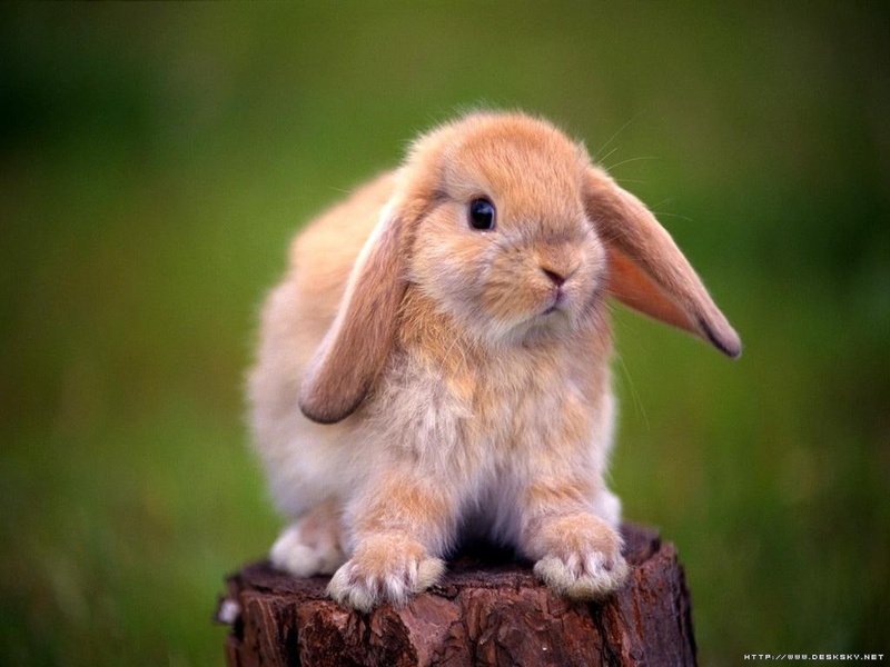 art, bunny, 480P, lop ear, rabbit, cute, tan, animals, hd