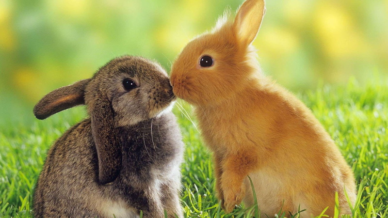 rabbits, bunnies, kissing, grass, brown, hd, two, 1080P, black, cute