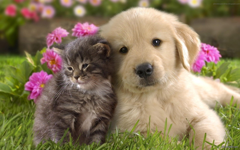 dog, cat, hd, 1080P, kitten, puppy, animals