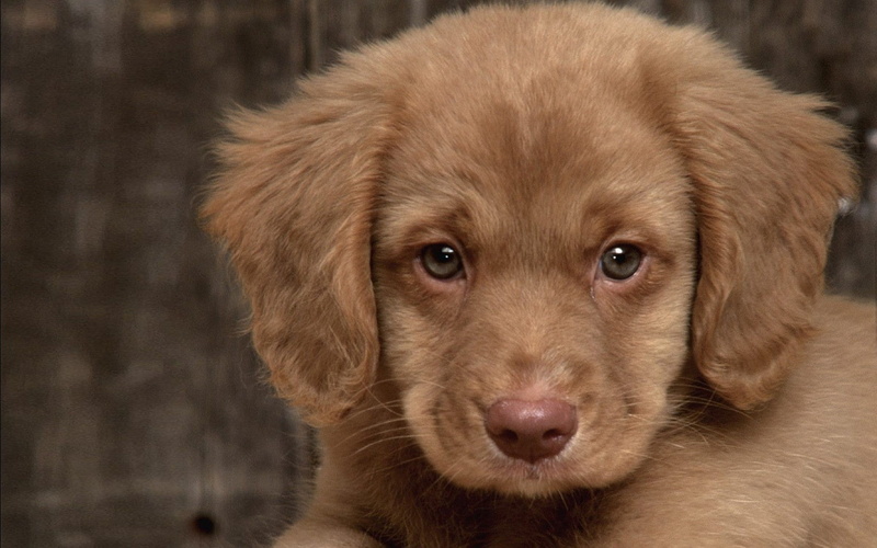 hd, brown, animals, 720P, dog, puppy