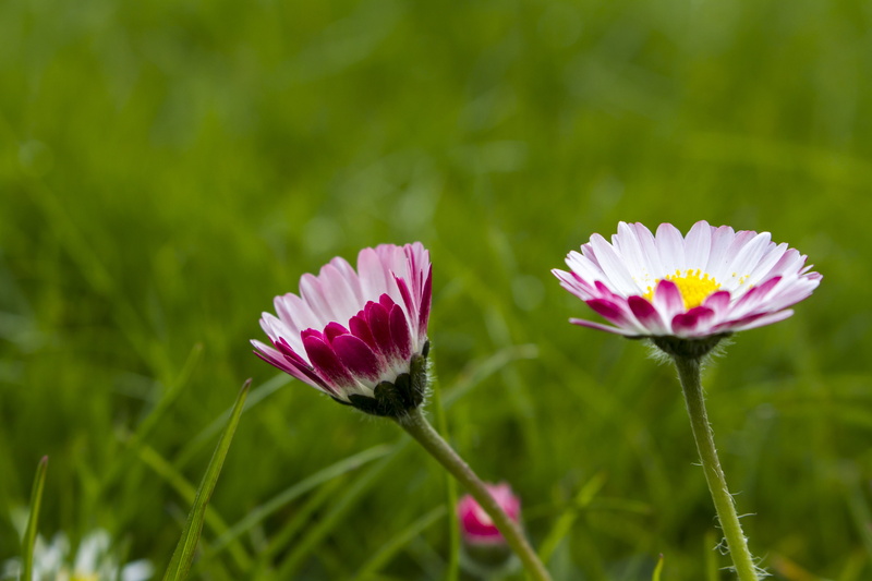 meadow, daisy, beauty In Nature, plant, Peterborough, daisies, nature, young, flower, close-up, grass, green Color, Tender, petal, Valentine, pink, white