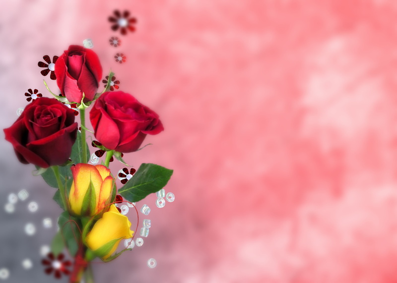 growth, inflorescence, computer, pink Color, composing, red, plant, beauty in nature, vulnerability, outdoors, roses, decorative, tilt shift, focus on foreground