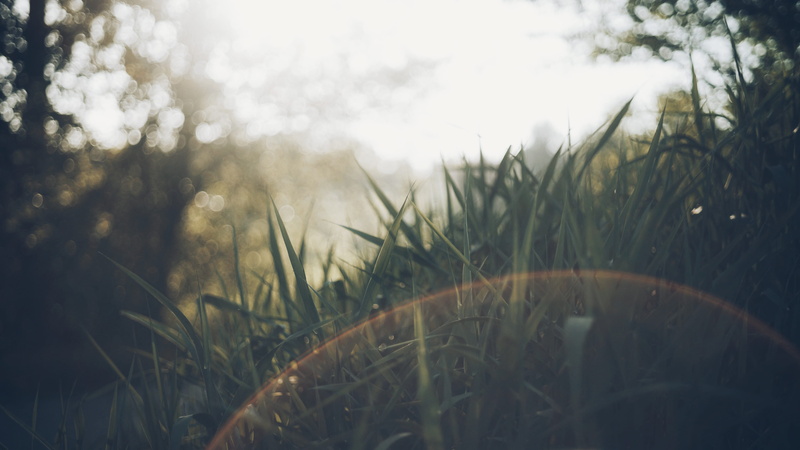 beauty in nature, blade of grass, late spring, lens flare, water, willband creek park, landscape, tranquility, vintage, photography, grasses, warm, vibes