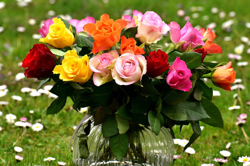 red, flowering plant, gift, pink, bouquet of roses, freshness, yellow, peony, plant part, bouquet, flowers, vulnerability, springtime, outdoors, leaf, growth
