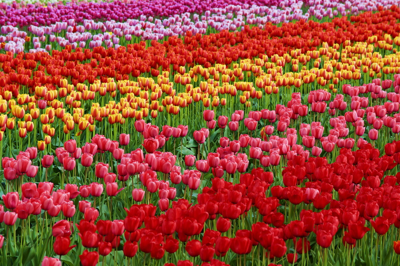 abbotsford, color, flower head, multi colored, beauty in nature, nature, flowers, no people, flowering plant, abundance, land, fragility, yellow, pink