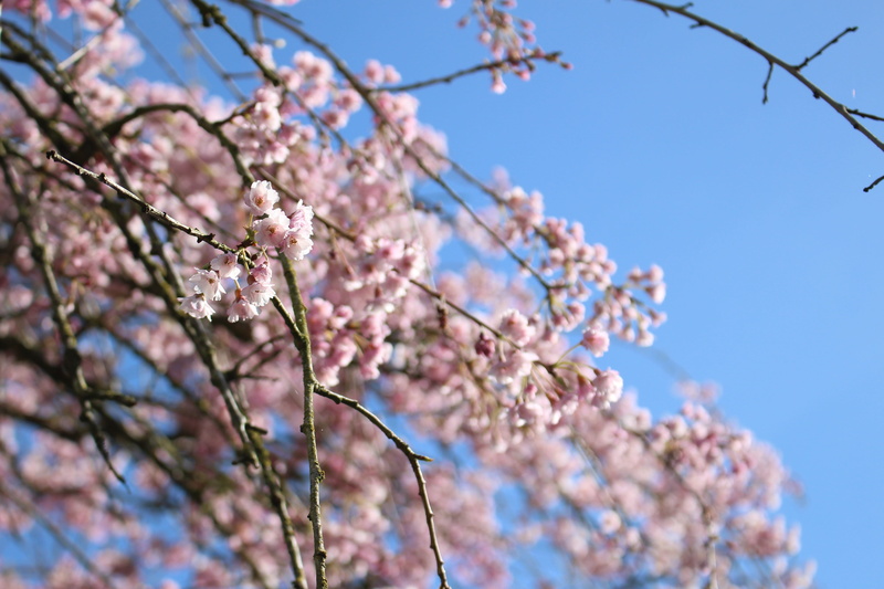 blossom, blossoms, vulnerability, beauty in nature, flower head, springtime, cherry blossom, canada, growth, outdoors, plum blossom, tree, pink color, sky