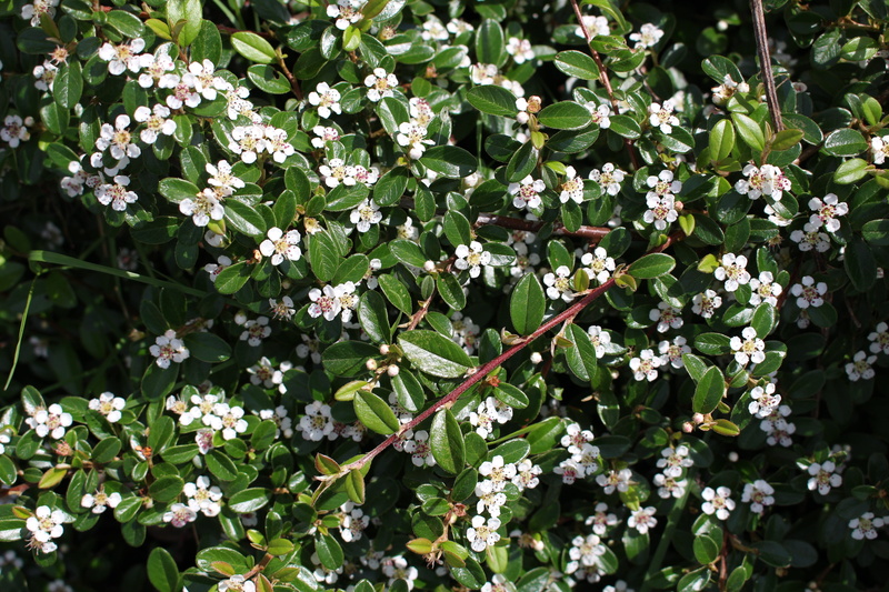white color, freshness, 5K, tranquility, flower head, green color, beauty in nature, blossoms, leaves, canada, abbotsford, day, fragility, close-up, no people