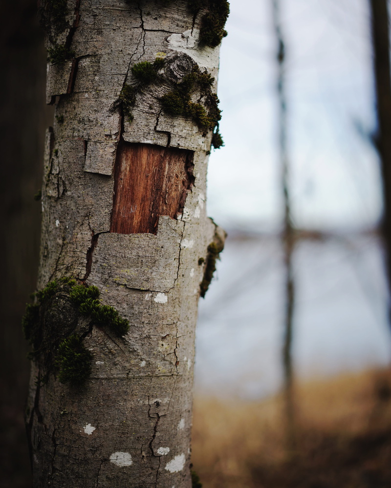 missing, focus on foreground, outdoors, clothing, trunk, wood - material, undershirt, square, fraser river trails, trees, no people, below, algae, pattern