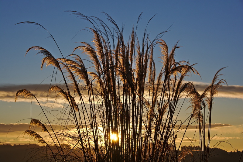 evening, silhouette, toitoi, otago, dry, toi toi, tranquility, landscape, 5K, new zealand, abbotsford, sky, toetoe, sunset, land, non-urban scene, dramatic