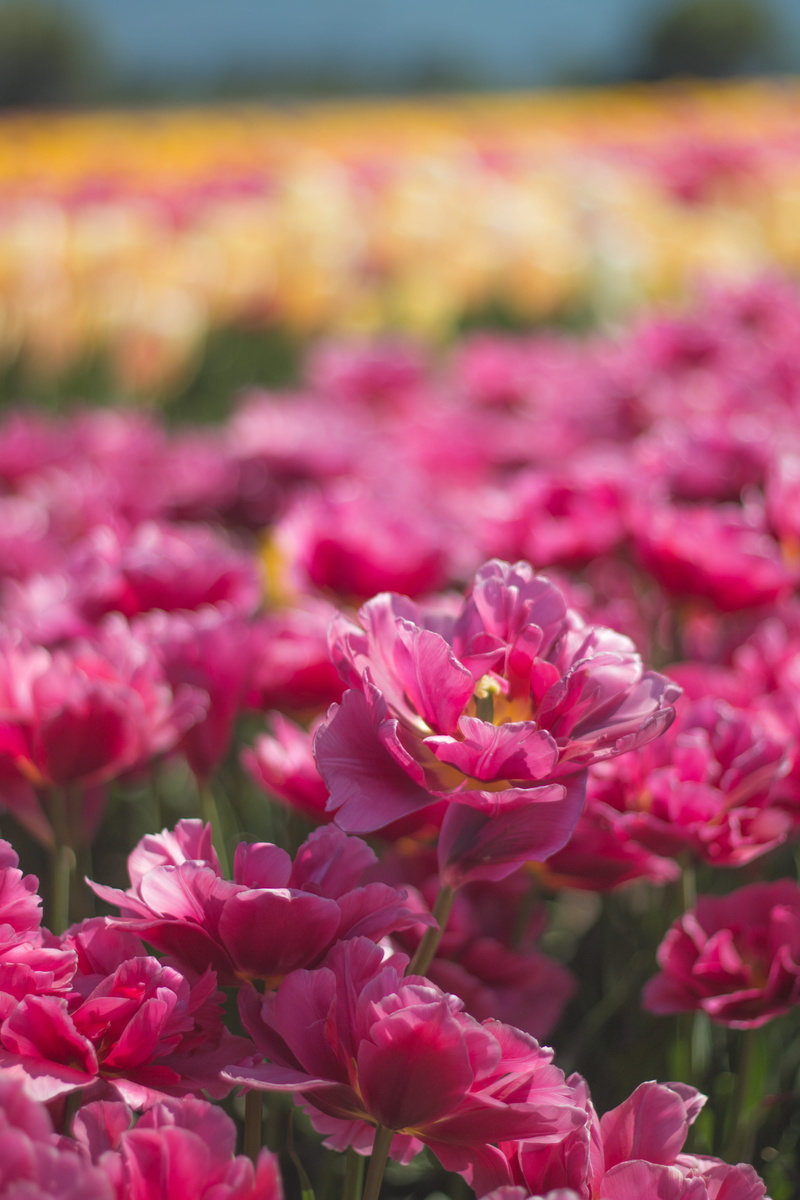 selective focus, nature, flowering plant, land, freshness, 5K, close-up, beauty in nature, outdoors, plant, canada, tulip, flower head, day, focus on foreground