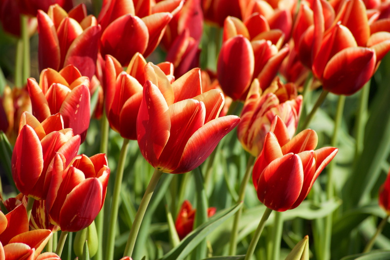 british columbia, freshness, land, red, petal, flowers, beauty in nature, vulnerability, fragility, field, flowerbed, 5K, nature, day, plant, tulip, flower