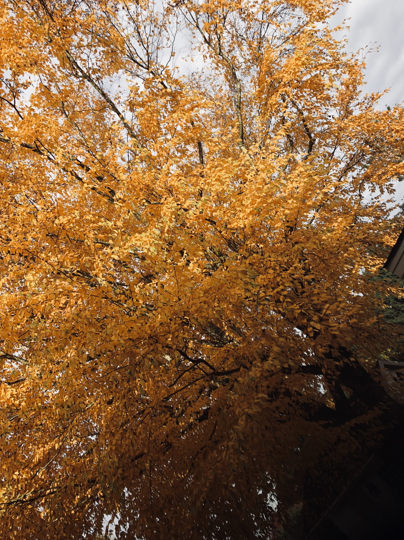 abbotsford, day, autumn, sky, branch, no people, fall, change, outdoors, leaf, tranquil scene, 4K, beauty in nature, natural condition, land, scenics - nature