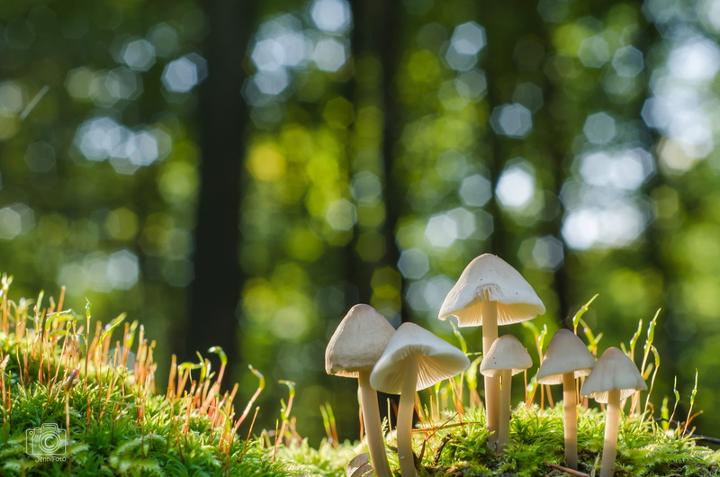 selective focus, fungus, season, focus, mushroom, nature, woodland, Little Group, wald, jennifer, wood, nikon  d7000, field, forest, plant, close-up, pilz