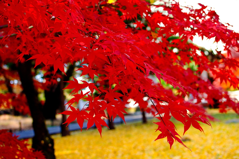 photography, leaf, october, CLUB, outdoors, close up photography, Red, Plant, Maple tree, Japan, Nature, Winter, Landscape  Park, Autumn Leaves, autumn