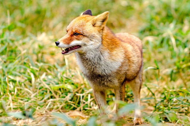 brown, nature, Nikkor, March, Asahi Ward, wild Dog, Male, 70-200mm, fox, ED, Yokohama, Japanese Red Fox, VR, F2, Outdoor, grass, canine, red Fox, wildlife