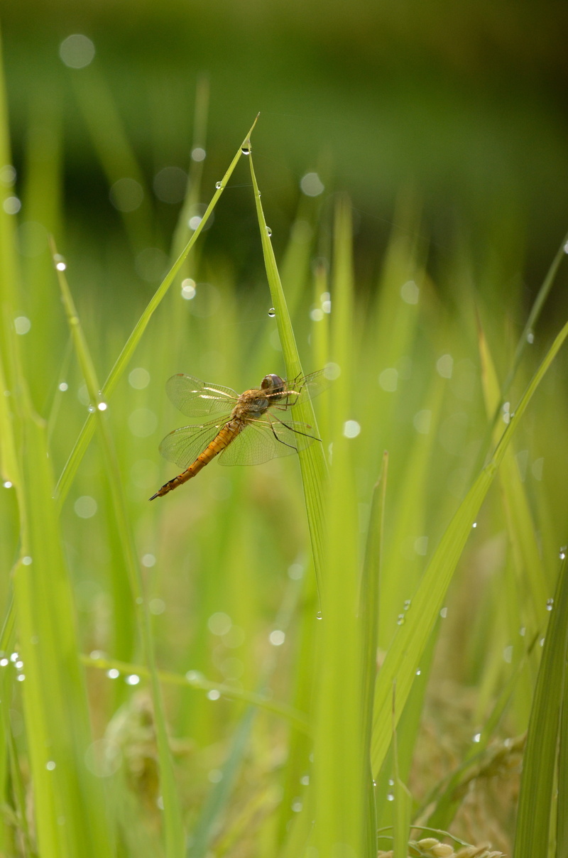grass, plant, JP, AF, macro, Rice plant, Rice field, brown, f/2, Yotsuya, Zoom, 稲, たんぼ, 日本, focus, ED, rice fields, close-up, Paddy field, selective, green leaf