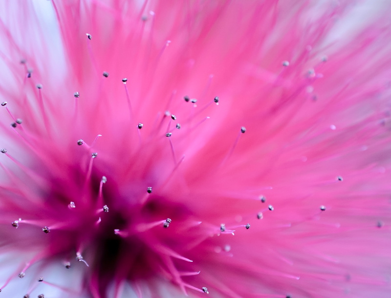 photography, flowers, shallow focus, photos, photo, black  blue, drop, shallow, Houston  Texas, abstract, pink Color, macro, 1080P, focus, backgrounds