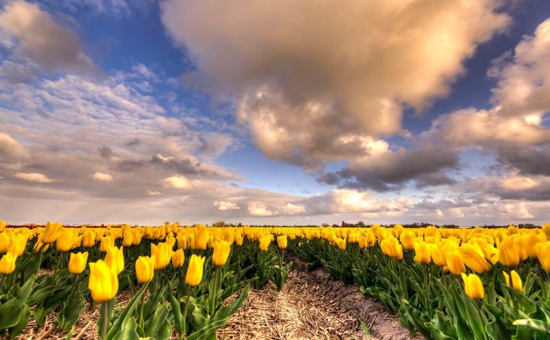 Dutch, nature, sky, Netherlands, tulips, landscape, Nikkor, plant, D750, dytime, beauty In Nature, outdoors, agriculture, Nederlands, Europe, fields, natuur