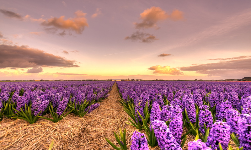 wide, Noord-Holland, purple flower, purple, outdoors, blue, Netherlands, meadow, Nederlands, beauty In Nature, Dutch, 35mm, farm, flower, bloem, Nederland