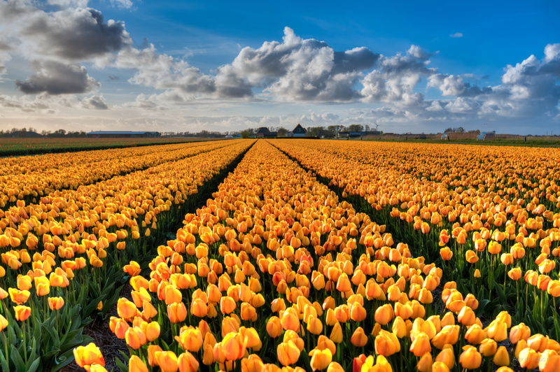 plant, Noord-Holland, beauty In Nature, wolken, golden, sky, outdoors, springtime, season, Dutch, agriculture, flower, skies, multi Colored, Nikon, petaled